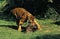 Sumatran Tiger, panthera tigris sumatrae, Adult with a Kill, a Wildboar