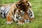 Sumatran Tiger, panthera tigris sumatrae, Adult resting on Grass