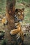 Sumatran Tiger, panthera tigris sumatrae, Adult scratching tree trunk