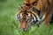 SUMATRAN TIGER panthera tigris sumatrae, ADULT SMELLING GRASS