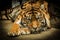 Sumatran tiger Panthera tigris sumatrae beautiful animal and his portrait, Portrait of tiger, zoo