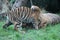 Sumatran Tiger rare and endagered cub playing