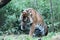 Sumatran Tiger rare and endagered lick paw