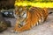 A Sumatran tiger, relaxed but alert