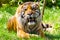 Sumatran tiger resting on grass