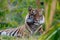 Sumatran Tiger Resting in Grass