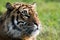 A Sumatran Tiger sitting alone.