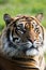 A Sumatran Tiger sitting alone.