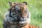 A Sumatran Tiger sitting alone.