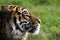 A Sumatran Tiger sitting alone.