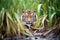 a sumatran tiger stalking its prey in the underbrush
