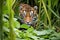 sumatran tiger stalking prey in dense foliage