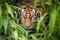 sumatran tiger stalking prey in dense foliage