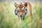 sumatran tiger stalking prey in grassland