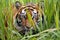 a sumatran tiger stalking prey from tall grass