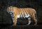 Sumatran tiger standing amidst nature.