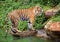 Sumatran tiger standing in the natural atmosphere.