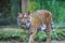 Sumatran tiger walk in his habitat in zoo