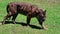 Sumatran tiger walking on green grass