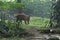 Sumatran tigers are guarding their territory