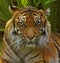 Sumatran Tigress.