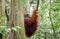 Sumatran wild orangutan in Northern Sumatra, Indonesia