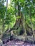 A Sumauma tree Ceiba pentandra with more than 40 meters of height