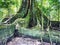 A Sumauma tree Ceiba pentandra with more than 40 meters of height