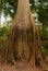 A Sumauma tree Ceiba pentandra with more than 40 meters of height, flooded by the waters of Negro river in the Amazon rainforest.