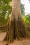 A Sumauma tree Ceiba pentandra with more than 40 meters of height, flooded by the waters of Negro river in the Amazon rainforest.
