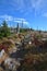 Sumava mountain, Bark beetle dead forest