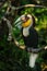 Sumba hornbill