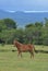 sumbawa horse looks dashing in the grass