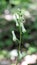 In summer, aconite Aconitum grows in the forest