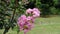 In the summer afternoon, the beautiful crape myrtle flowers are in full bloom.