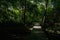 Summer afternoon sunlight on planked path in flourishing woods