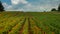 summer agricultural landscape. field hill with green rows of plants and orange wildflowers under a blue cloudy sky. posterolateral