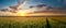 Summer agricultural landscape with wheat field