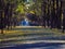 Summer alley in a city park on the background of the famous Ukrainian poet, the city of Kharkov.Europe.