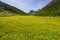 Summer in the Alps. Blooming alpine meadow and lush green woodland set amid high altitude mountain range.