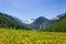 Summer in the Alps. Blooming alpine meadow and lush green woodland set amid high altitude mountain range.