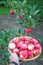 Summer apples in basket