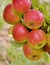 Summer Apples on a Tree