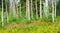 Summer Aspen Forest with Paintbrush and Hawkweed Flowers