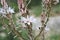 Summer asphodel flower