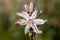 Summer Asphodel Flower close up