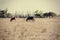 Summer australian landscape with horses. Vintage effect.