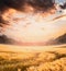 Summer or autumn grain field with beautiful clouds sky at sunset, blurred outdoor nature