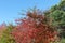 Summer and Autumn Treetops, Clear Sky