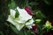 Summer background with beautiful white rose, blurred image, selective focus, shallow depth of field